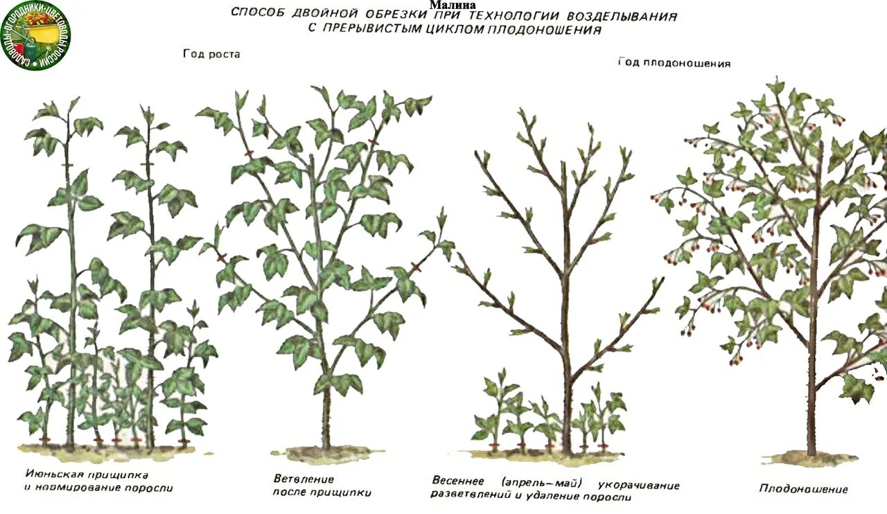 Малина Таруса малиновое дерево посадка. Подрезка малины весной схема. Таруса малиновое дерево посадка. Обрезка малинового дерева весной. На какую высоту обрезать малину весной