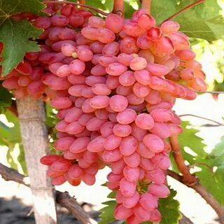 Кишмиш сорт мечта