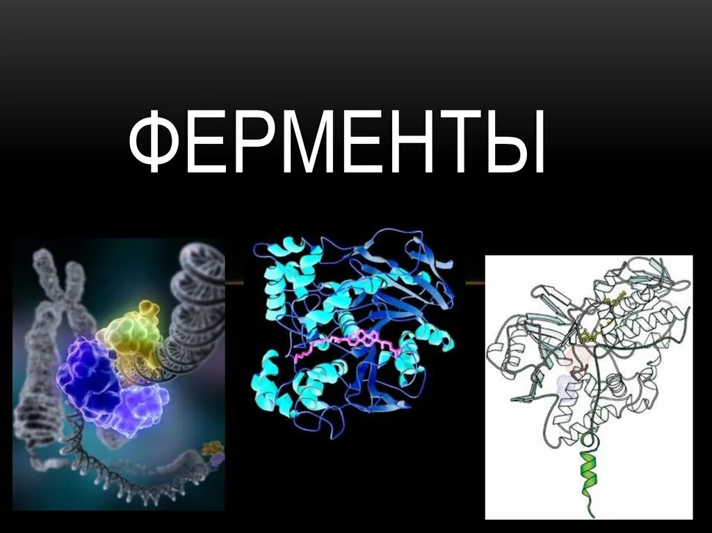 Ферменты воздействуют на. Assimilator ферменты растительные. Ферменты картинки. Презентация на тему ферменты. Ферменты рисунок.