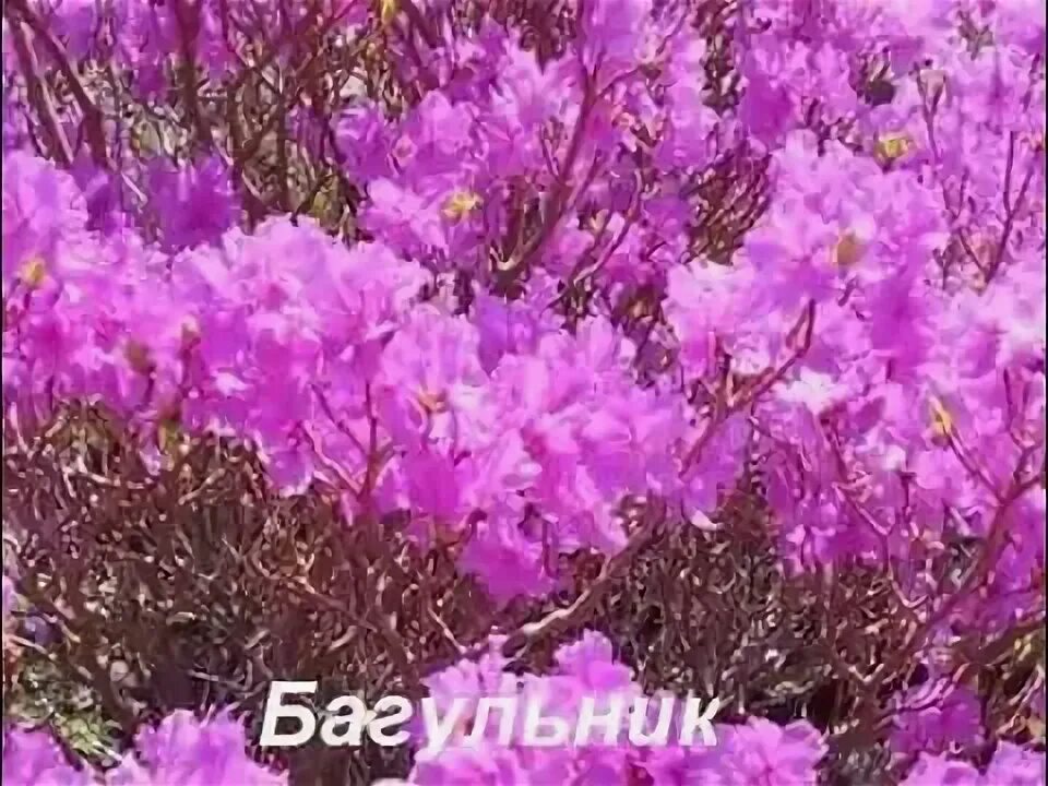 Багульник на сопках. Песня багульник самоцветы. Рододендрон владивосток. Песня багульник самоцветы. Рододендрон приморский край.