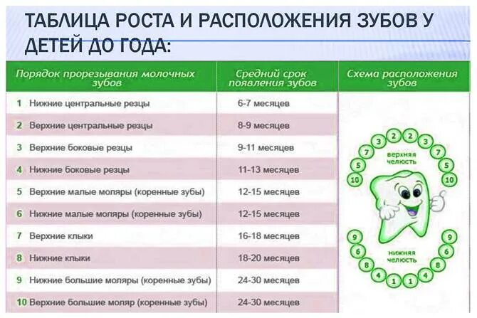 Сколько длится температура при прорезывании