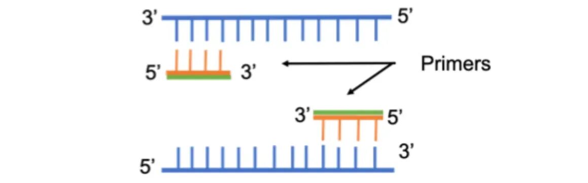 PCR primers. Reverse primer. Праймеры схема forward. Primer blocked Asymmetric PCR.