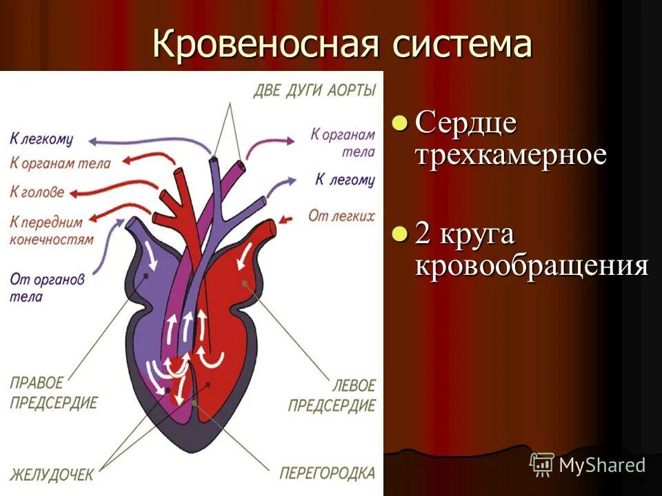 Трехкамерное сердце. Трехкамерное сердце у человека. Трехкамерное сердце у земноводных. Трёхкамерное сердце и два круга кровообращения. У какого животного трехкамерное