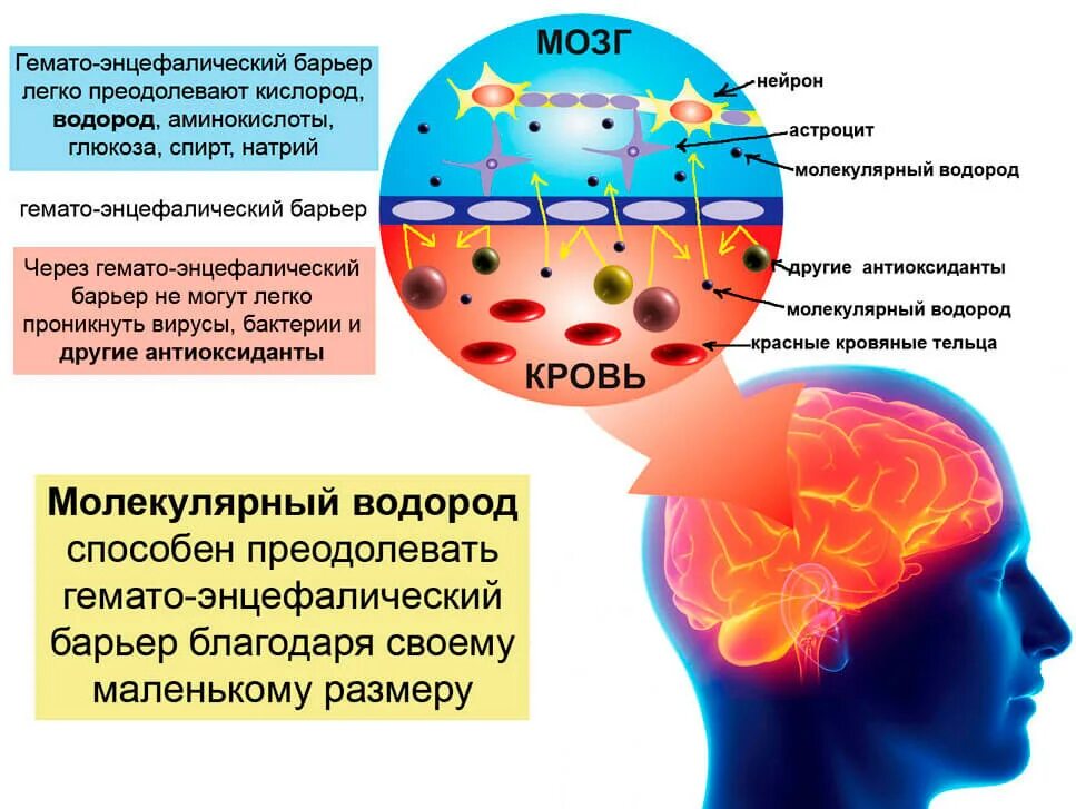 Кислород в головном мозге. Таблетки для обогащения мозга кислородом. Молекулярный водород влияние на организм.