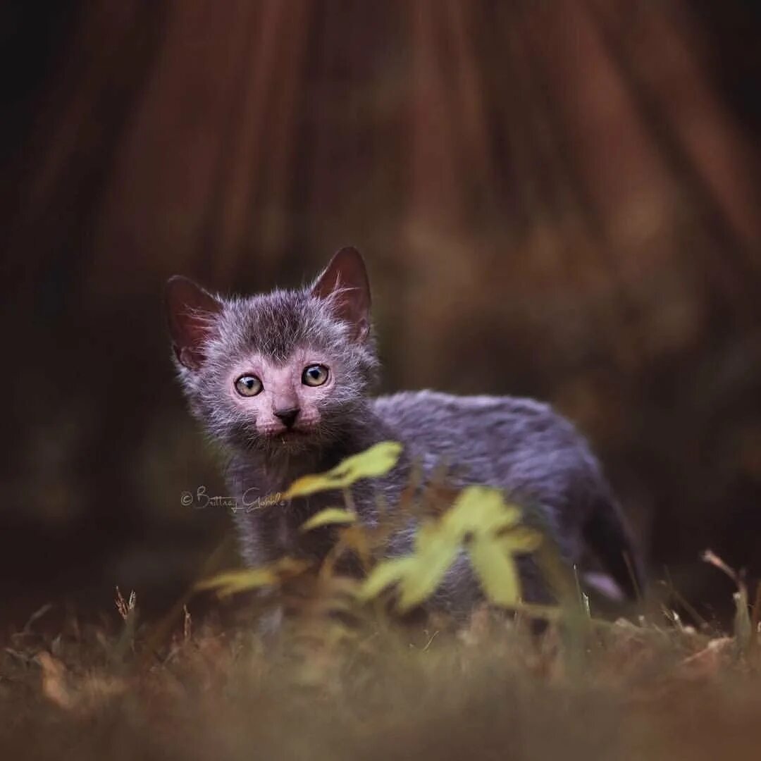 Ликой фото. Ликой кошка. Котята Ликой. Ликой линька. Ликой кошка котята.
