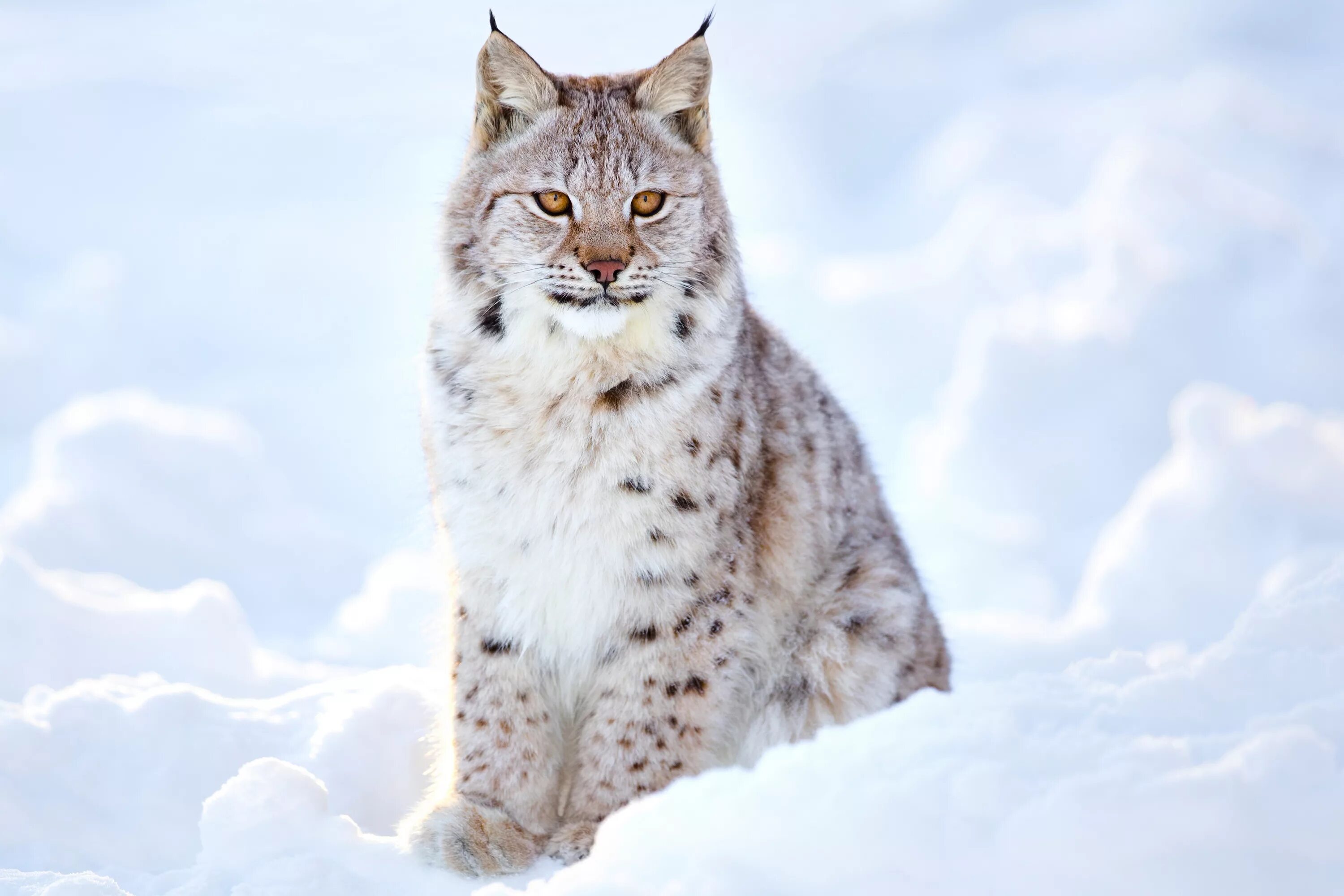 Рысь Линкс. Рысь обыкновенная зимой. Ергаки Рысь. Lynx Lynx Linnaeus, 1758. Рысь реклама