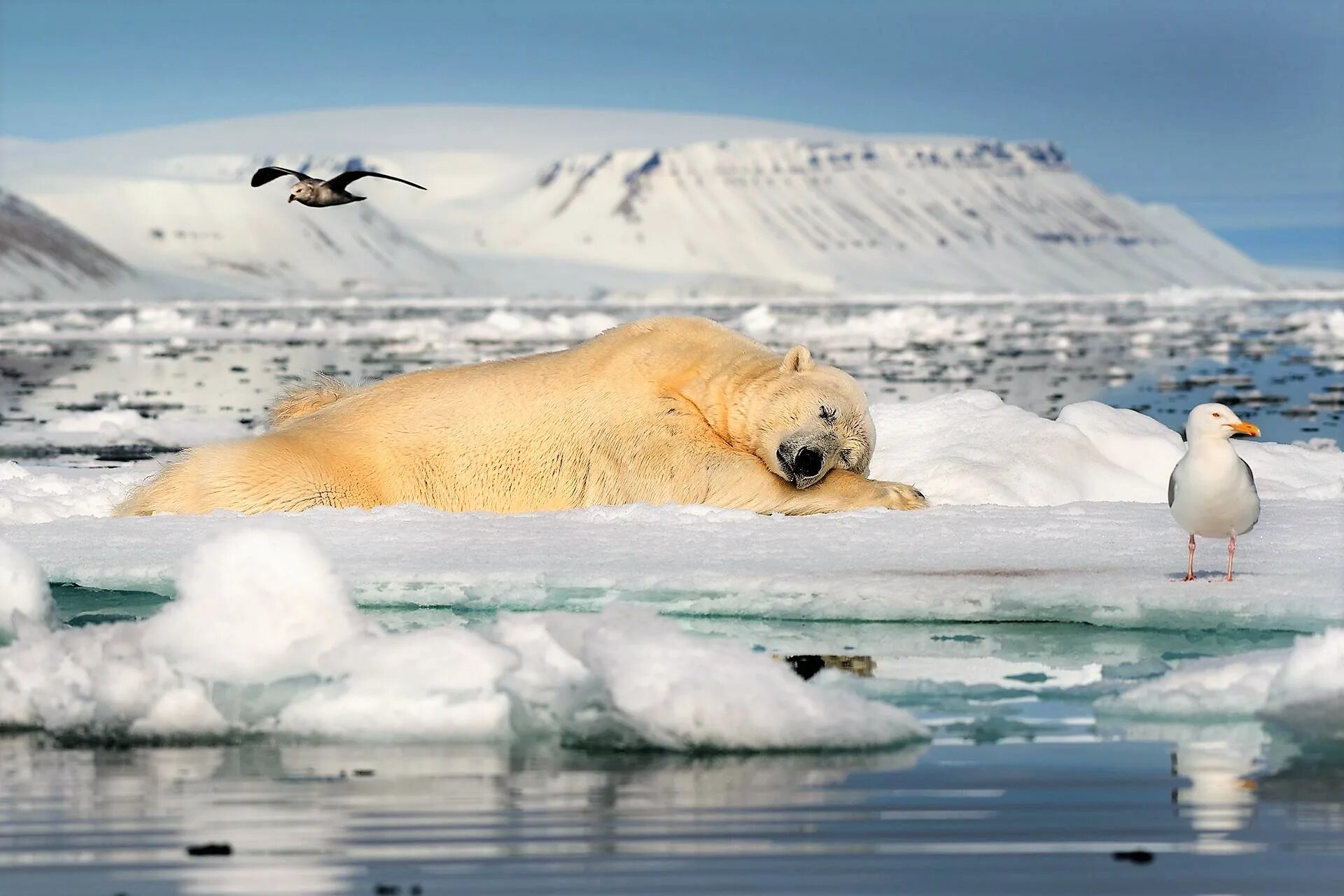 Арктика – Антарктика белый медведь. Северный Ледовитый океан белый медведь. Земля Франца Иосифа Нерпа. Морж в Арктике.