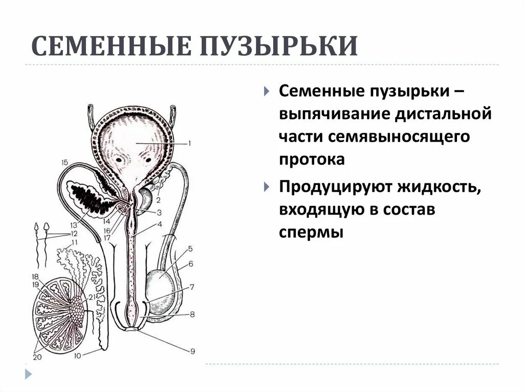 Семявыносящий проток и семенные пузырьки. Простата семенные пузырьки анатомия. Семенные пузырьки анатомия строение. Семявыносящий проток анатомия строение.