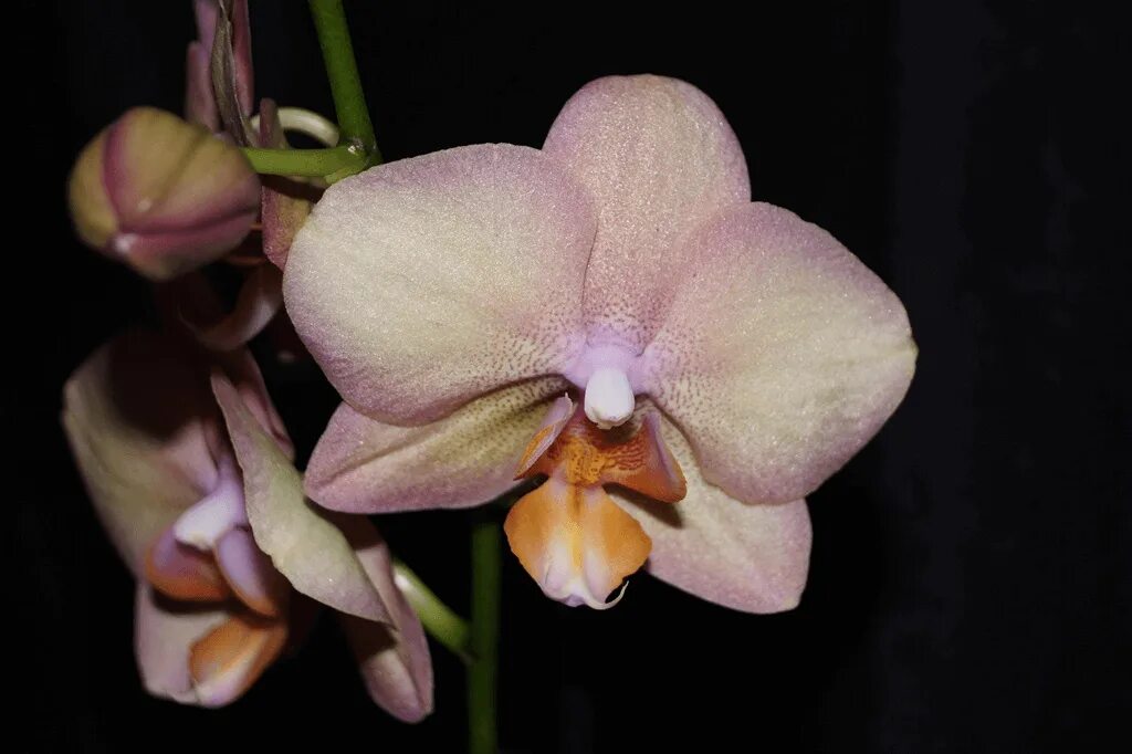 Орхидея фото и описание. Фаленопсис легато. Орхидея Phalaenopsis legato. Орхидея фаленопсис легато бабочка. Легато Рейнбоу Орхидея.