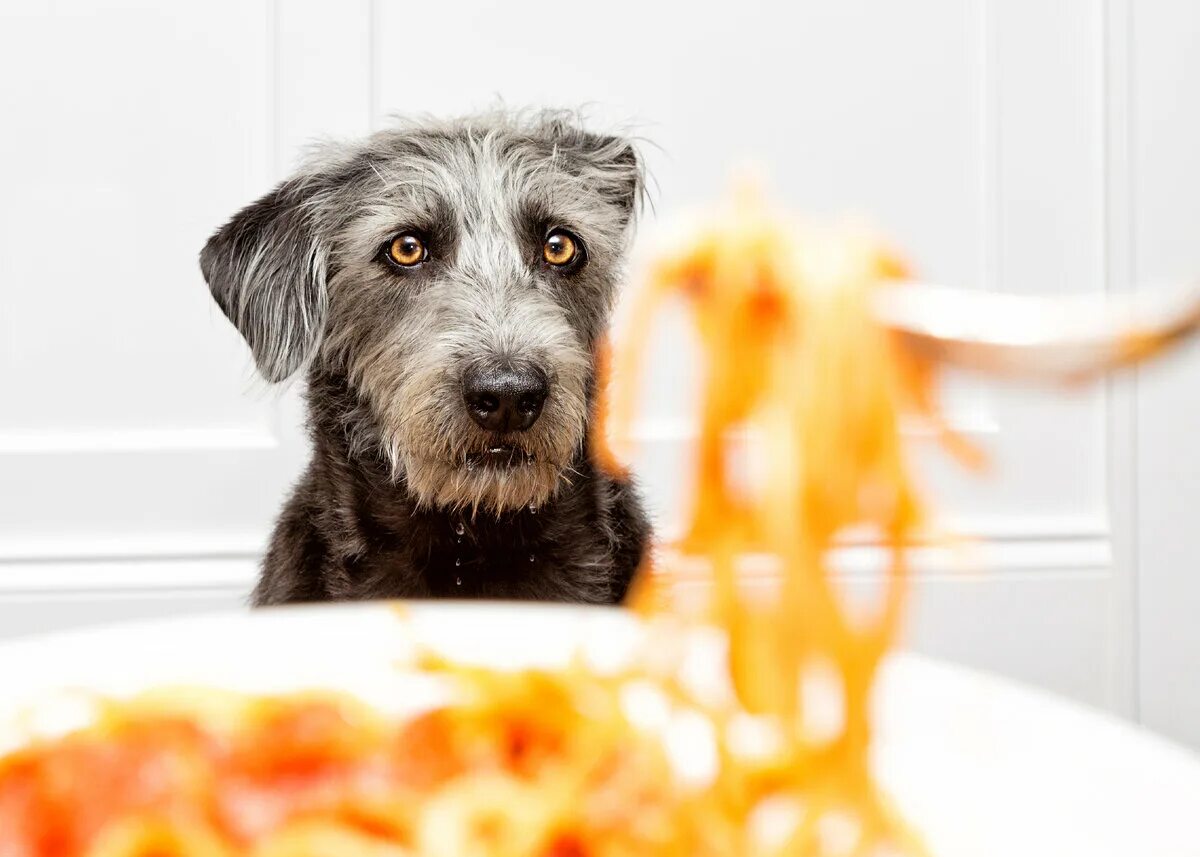 Собака спагетти. Макароны для собак. Собаки и спагетти. Собаки едят макароны. Собаки с макарониной.