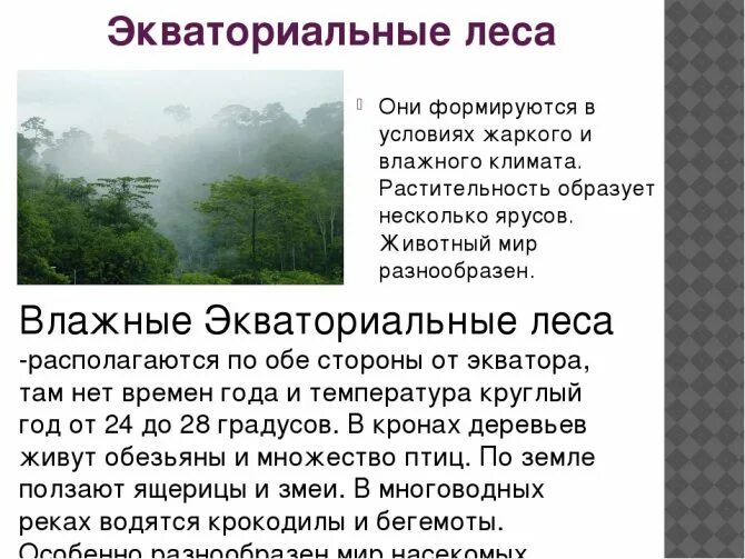 Влажные экваториальные леса климатические условия