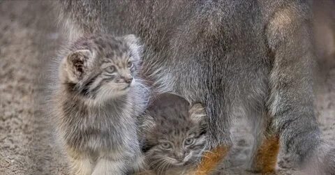 Котята манула в новосибирском зоопарке