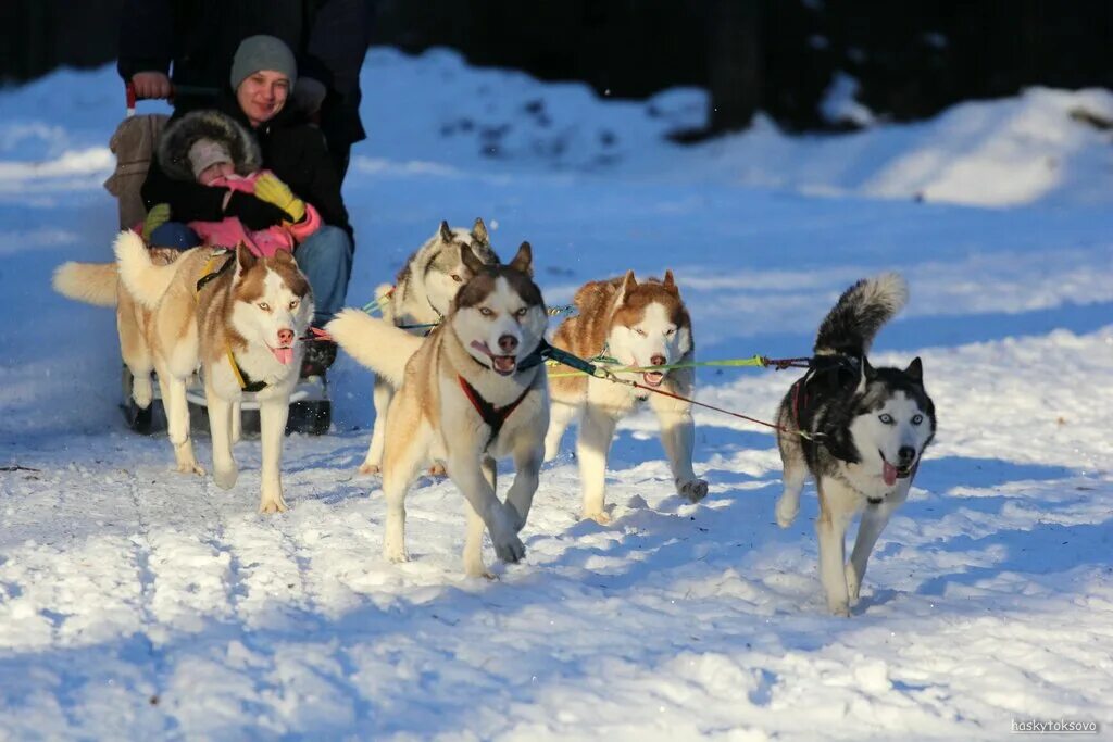 хаски парк листвянка байкал. талви укко карелия питомник хаски. катание на собачьих упряжках спб. катание на собачьих упряжках. дом хаски сергиев посад.