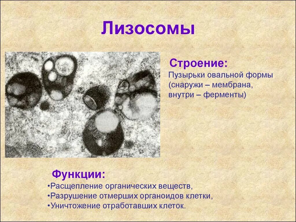 Строение лизосомы эукариотической клетки. Строение лизосомы клетки. Лизосомы это в биологии 8 класс. Рисунок лизосом клетки