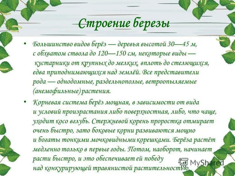 Березе число