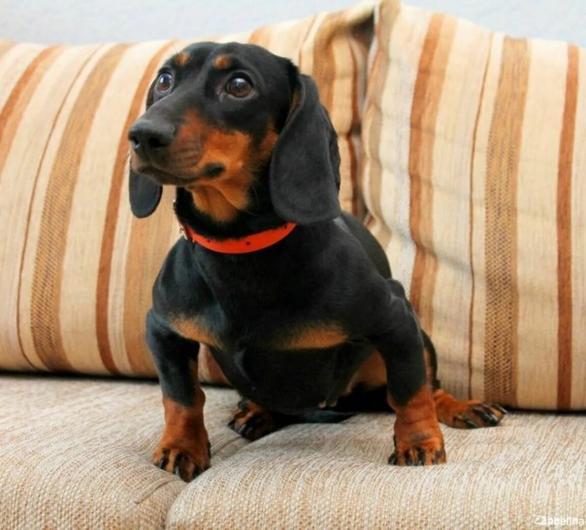 Такса в полете. Ит такс ту. Тактическая такса. Такса собака. Такса сбоку.