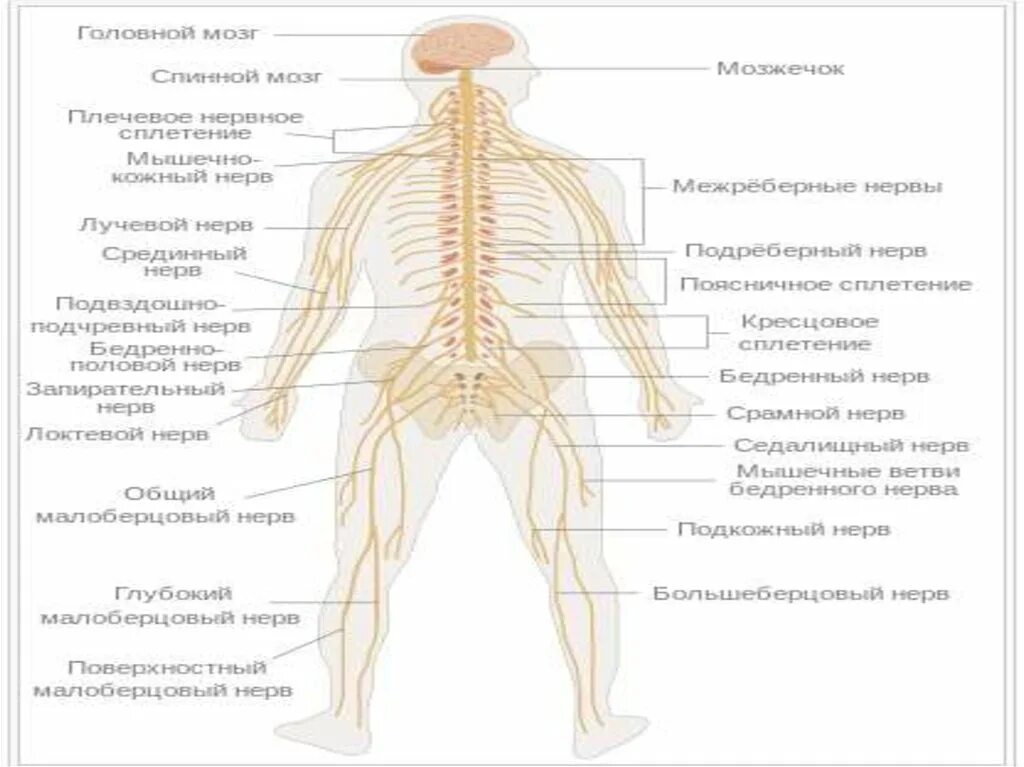 Сплетение нервов это. Сплетения спинномозговых нервов схема. спинномозговые нервы сплетения. сплетения спинномозговых нервов анатомия. ветви спинномозговых нервов.