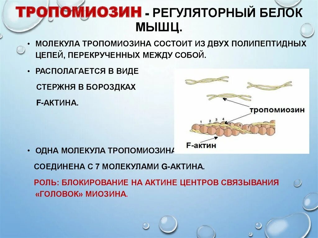 Биохимия мышечная. Строение тропонина и тропомиозина. Роль белков в мышечной ткани. Строение тропомиозина биохимия. Структура тропомиозина.