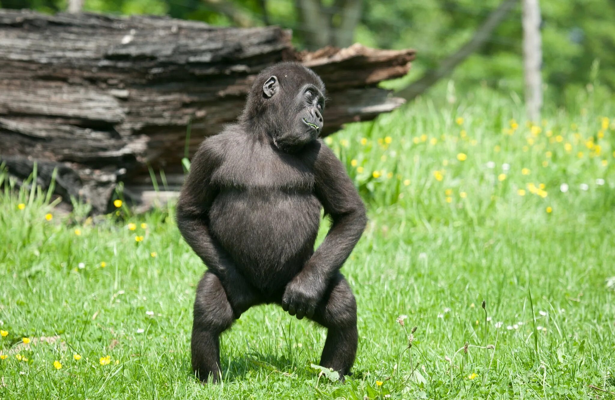 Забавный шимпанзе как правильно. Маймун горилла. Веселые животные. Танцующая обезьянка. Прикольные картинки животных.