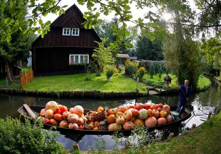 Сад огород фото в деревне Pin by Vikki Creaney on Allotment ideas Allotment gardening, Vegetable garden, A