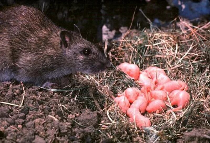 Мыши живущие в лесу. Серая большая крыса Пасюк. Крыса Дикая. Лесная крыса. Полевая крыса.