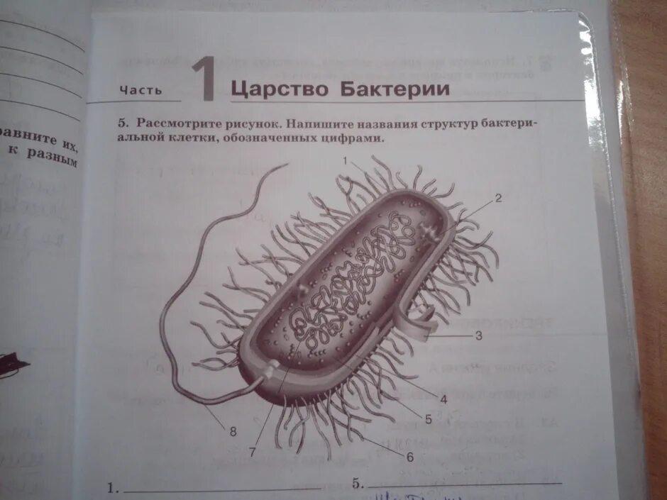 На каком рисунке изображена клетка бактерий. Строение бактериальной клетки 5 класс. Схема строения бактериальной клетки 5 класс биология. Названия структур бактериальной клетки обозначенных цифрами. Строение бактерии 5 класс.