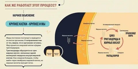 Почему организм не усваивает жиры