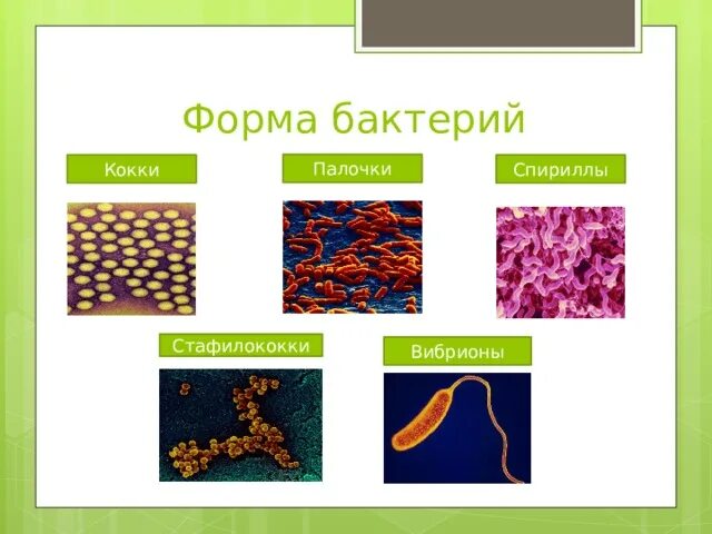 Микроорганизмы кокки палочки. Стафилококки вибрионы спириллы. Палочки кокки бациллы. Форма бактерии спириллы.