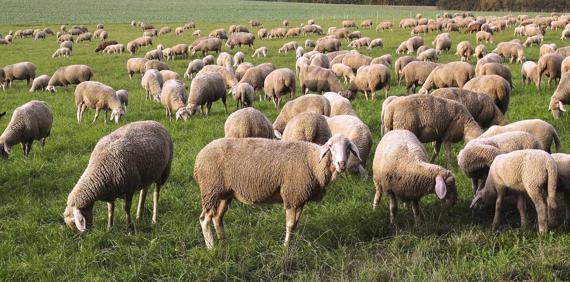 Lot of sheep. Клонирование. Стая овец. Стадо баранов на лугу. Lot of sheep.