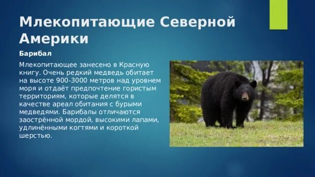 Эндемиком северной америки является животное. Медведь Барибал природная зона. Барибал ареал обитания. Ареал медведя барибала. Млекопитающие Северной Америки.