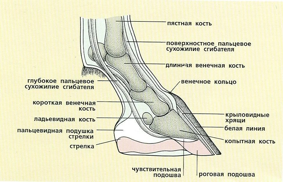 Сухожилие животных. Строение копыта лошади кости. Копыта лошади анатомия. Строение копыта лошади анатомия. Строение копыта лошади снизу.