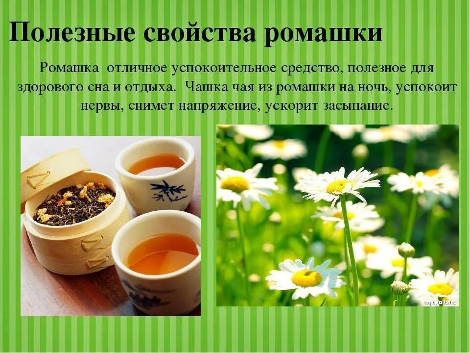 Можно ли пить аптечную ромашку