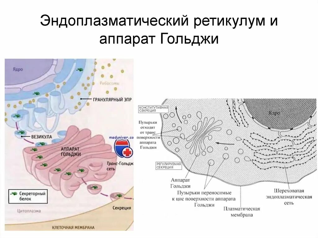 Ретикулум. Эндоплазматический ретикулум и аппарат Гольджи. Эндоплазматический ретикулум. Гладкий эндоплазматический ретикулум. Гранулированный эндоплазматический ретикулум.