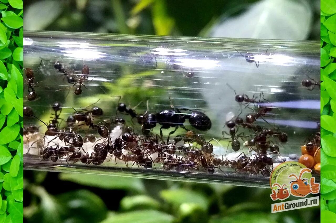 Муравьиная ферма матка. Муравьи степные жнецы messor structor. Степные жнецы messor structor. Messor structor личинки. Ферма матки.