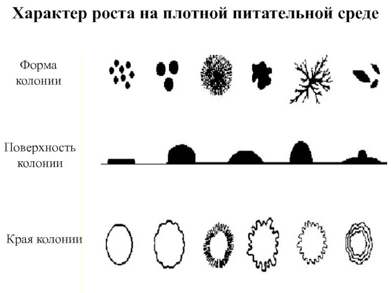 Рост на плотных питательных средах. Формы колоний бактерий. поверхность колонии микроорганизмов. край колоний микроорганизмов. характер роста микроорганизмов на плотных питательных средах.