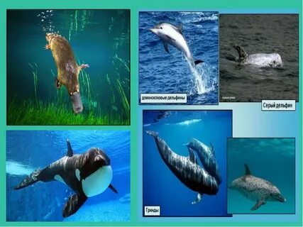 Укажите особенности водных и полуводных млекопитающих