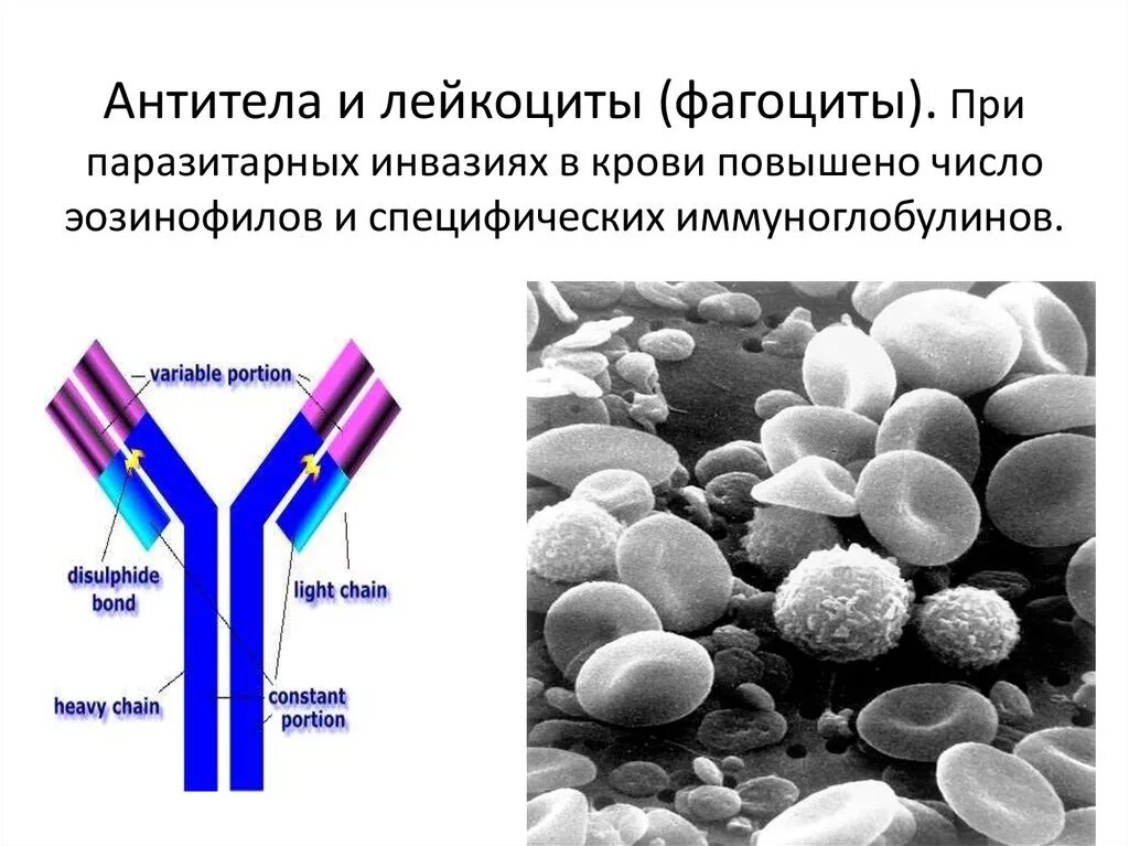 Иммуноглобулин в лимфоциты. Выработка антител лейкоцитами. Лейкоциты, фагоциты, антитела. Лейкоциты фагоциты и лимфоциты. Лейкоциты иммуноглобулин.