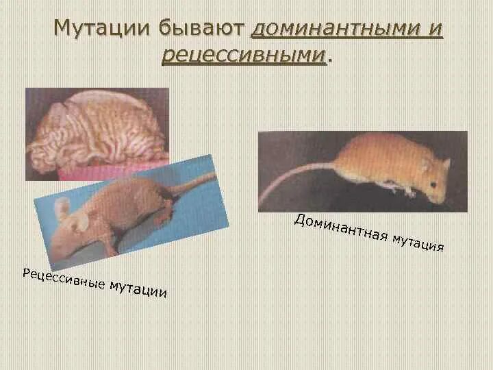 Установите последовательность проявления рецессивной мутации. Установите последовательность проявления рецессивной мутации