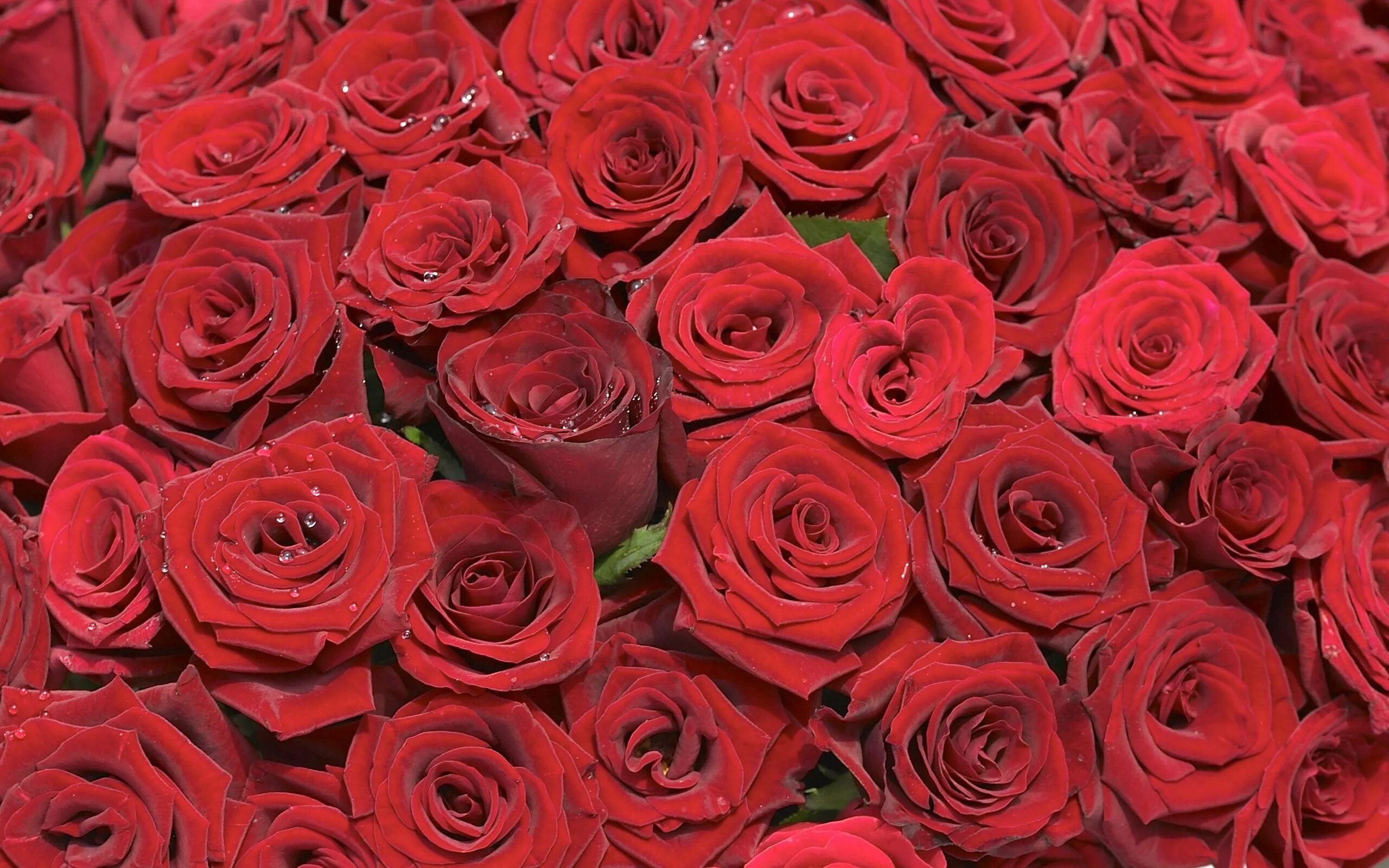 Rose background