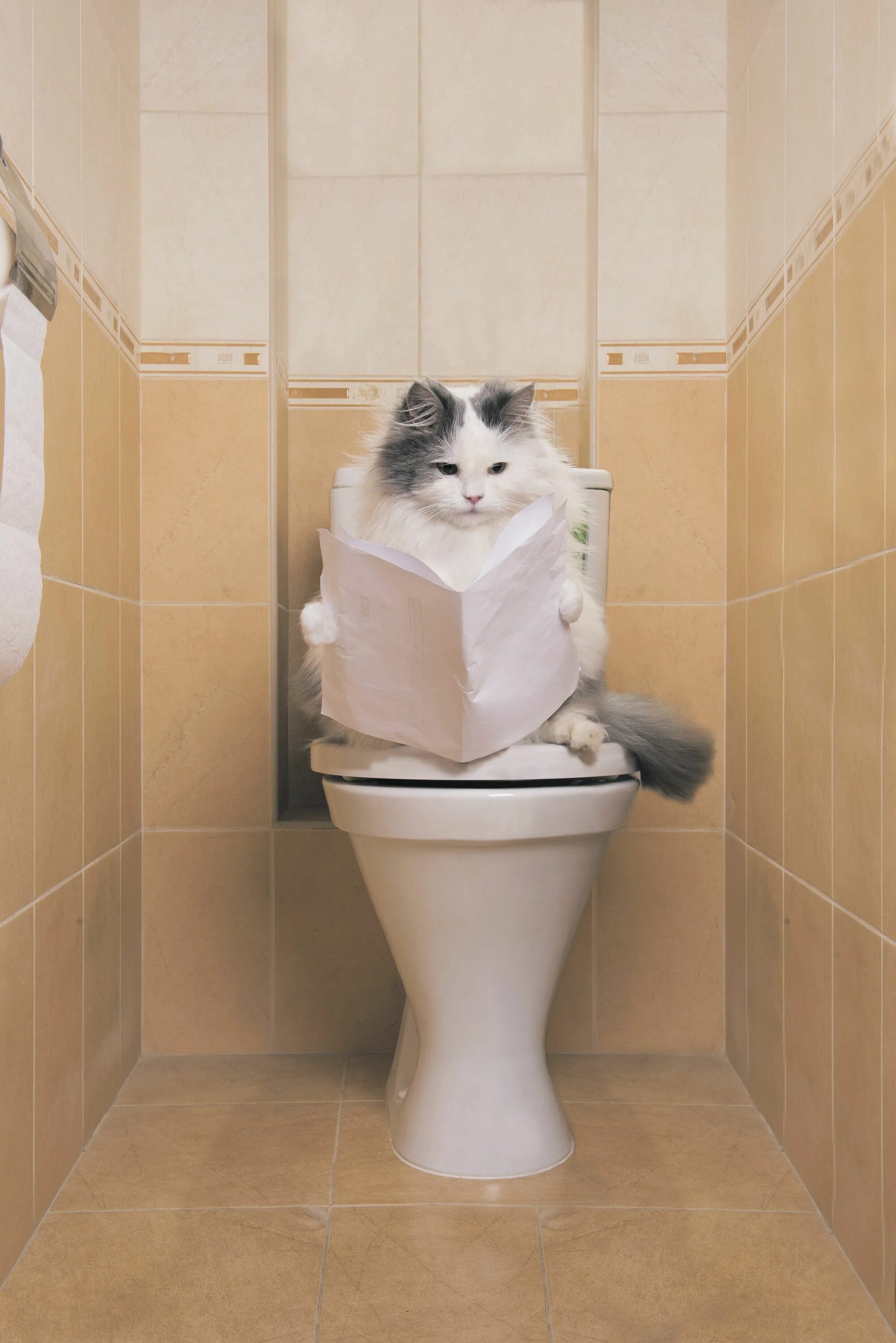 Котенок мяукает туалет. Туалет для кошек. Кот на унитазе. Котик в туалете. Унитаз для кошек.