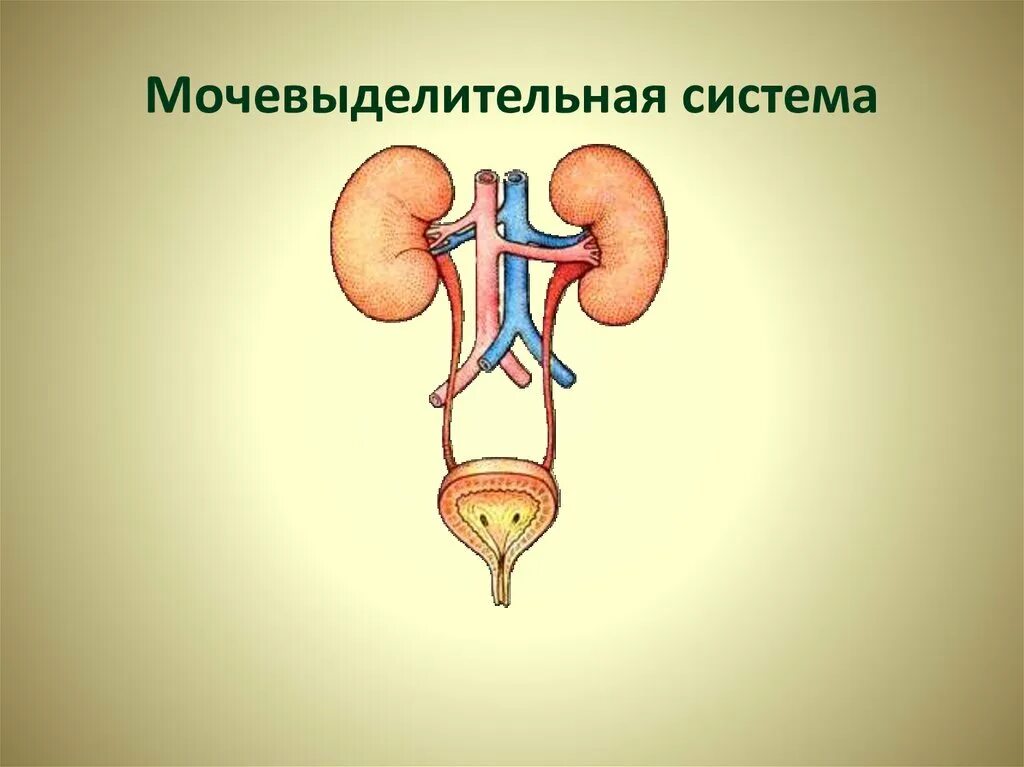 Строение системы органов выделения. Выделительная система человека функции почек. Выделение органы мочевыделительной системы. Мочевыделительная система человека презентация. Мочевая выделительная система.