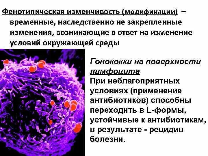 Фенотипическая модификационная изменчивость. Модификации бактерий. Механизмы фенотипической изменчивости бактерий. Фенотипическая изменчивость бактерий микробиология.