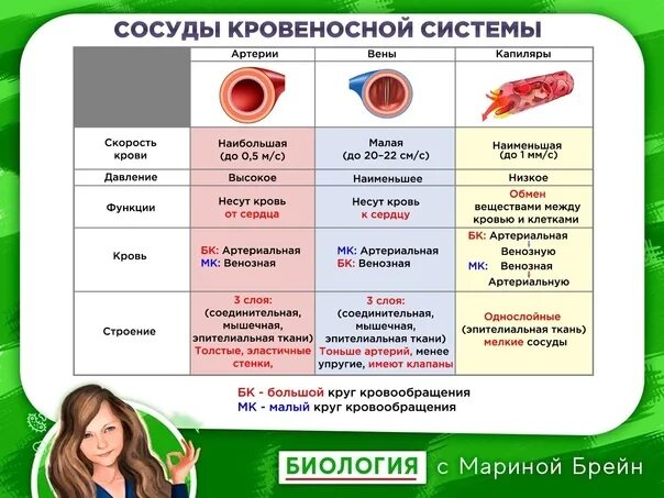 Таблица сосудов человека. Сосуды кровеносные ЕГЭ биология. Строение сосудов ЕГЭ. Типы кровеносных сосудов и их функции. Строение кровеносных сосудов ЕГЭ.