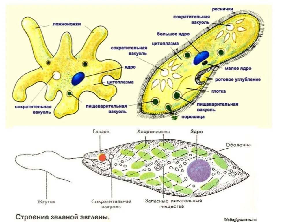 Протисты строение клетки. Схема простейших биология 7 класс. Простейшие организмы строение клетки. Строение одноклеточных организмов.