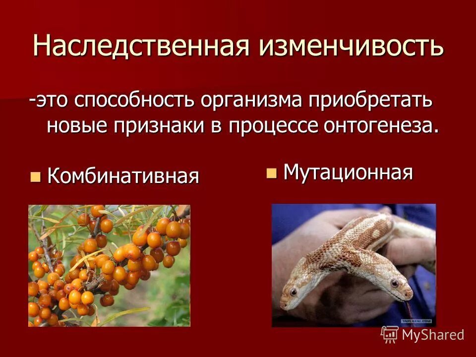 Пространственная изоляция это в биологии. Элементарной единицей эволюции является. Почему популяцию считают единицей эволюции. Почему популяцию называют элементарной единицей. Почему популяция является единицей эволюции.