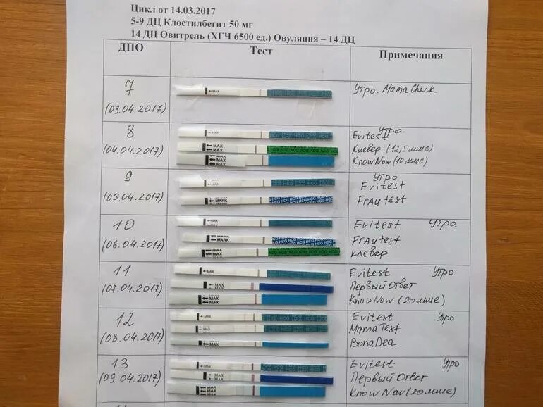 Через сколько тест покажет беременность после овуляции. Тест на хгч. хгч тест на беременность. тесты на беременность по дням. тест на беременность показывает хгч.