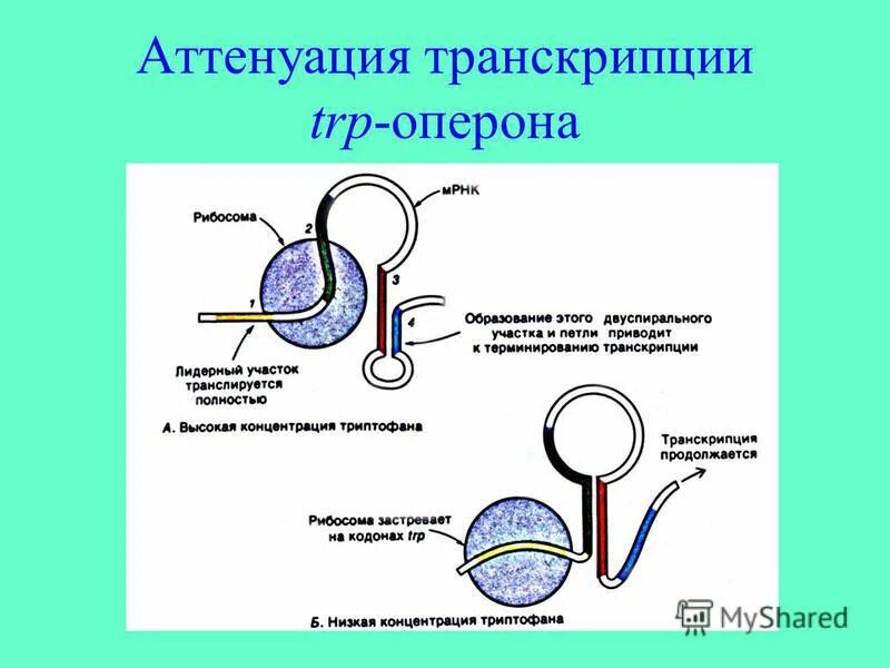 Цикл транскрипции. Аттенуация транскрипции. Транскрипционный цикл. Способы аттенуации.