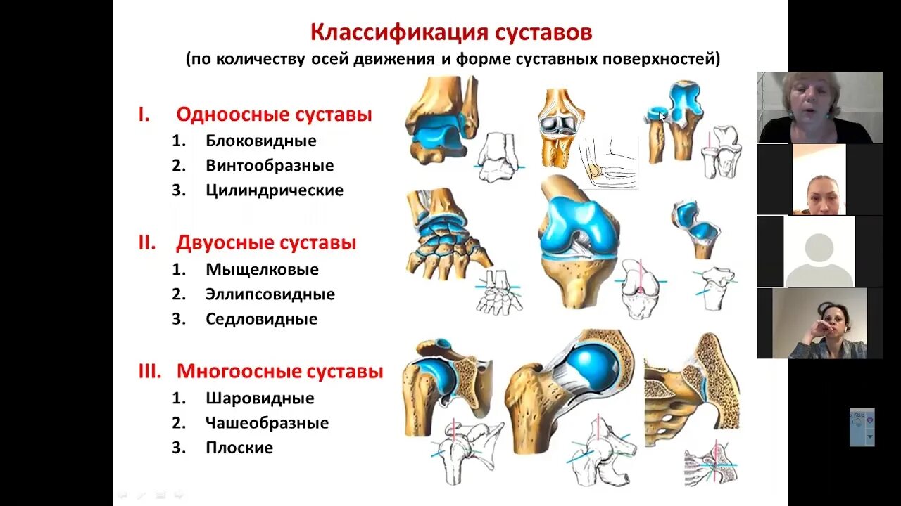 Биомеханическая классификация соединений костей. Соединения костей анатомия. Классификация соединений костей анатомия. Функциональная анатомия соединений костей.