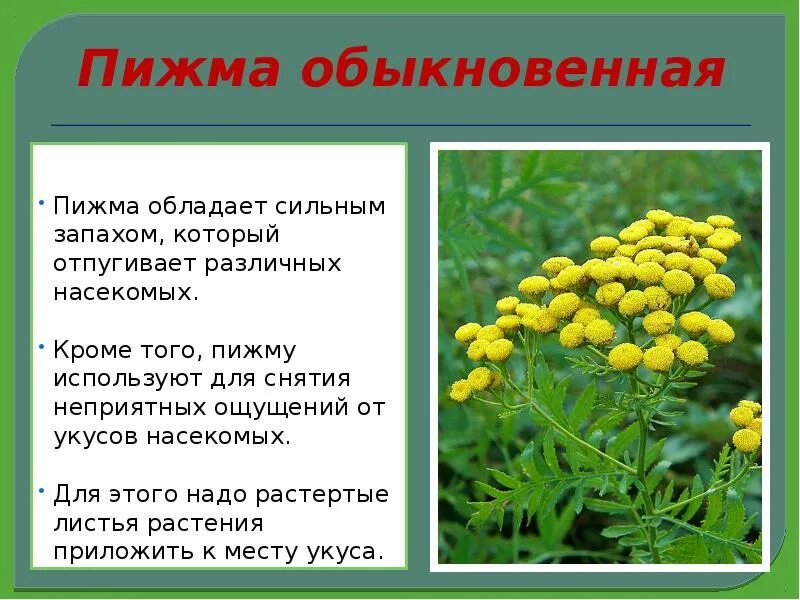 Пижма для чего. Пижма для чего
