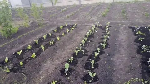Как посадить капусту на семена весной